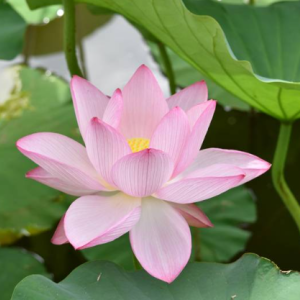 [오키나와] 오키나와 동남식물낙원 입장권