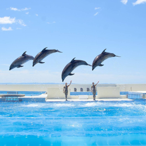 [고베] 고베 스마 씨월드 1일권 (11시 이후 가능)