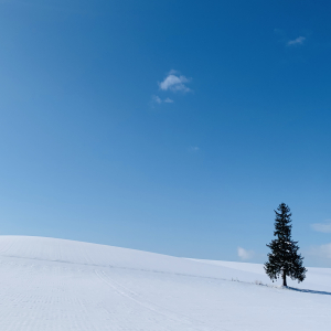 [북해도] 삿포로 출발 북해도 비에이 후라노 1일 버스투어