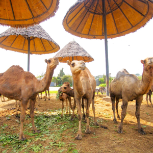 (한국어가이드) 방콕 사파리 월드 단독 투어