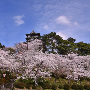 후쿠이 마루오카성 입장권