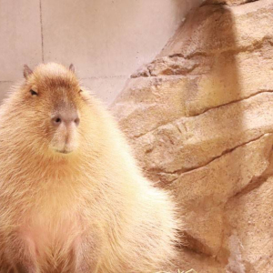 [고베] AQUARIUM×ART 아토아(átoa) 입장권