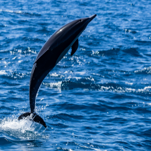 발리 로비나 돌핀 워칭 & 수영