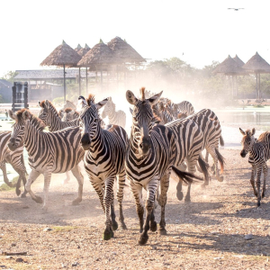(한국어가이드) 방콕 사파리 월드 단독 투어