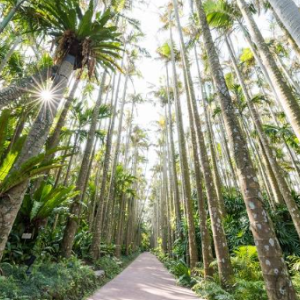 [오키나와] 오키나와 동남식물낙원 입장권