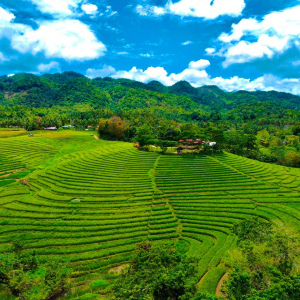 [보홀] 안다 데이 투어 (화이트롱비치 카낙나우동굴 칸우만타드폭포 라이스테라스)