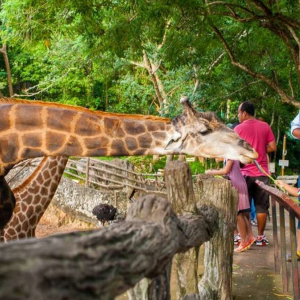 (방콕출발) 파타야 카오키여우 오픈주 반일 단독 투어
