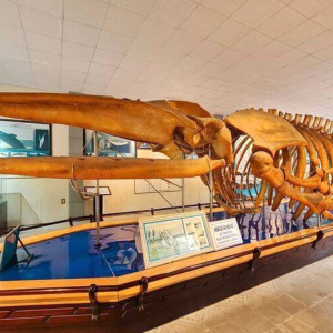 (한국어가이드) 나트랑 시티 체크아웃 단독 투어