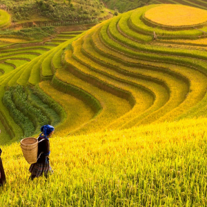 (한국어가이드) 사파 1박 2일 단독 투어 / 하노이 출발