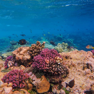 마나도 부나켄 프라이빗 스노클링 투어