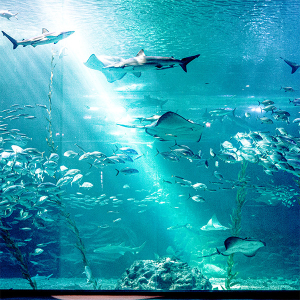 아쿠아플라넷 제주 입장권 & 늦은오후권 (26.03월)