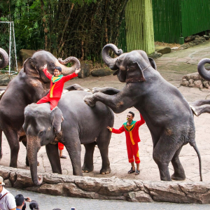 (한국어가이드) 방콕 사파리 월드 단독 투어