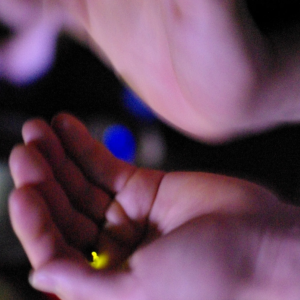 코타키나발루 봉가완 반딧불 투어