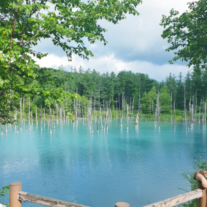 [🍤준페이매장식사🍤][매일출발♥️]북해도 비에이 후라노 삿포로 버스투어 [라쿠투어]