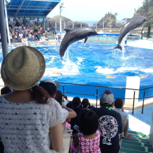 후쿠이현 에치젠 마츠시마수족관 입장권