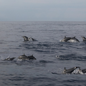 [보홀] 프라이빗 파밀라칸 호핑투어(돌고래와칭 + 거북이포인트 + 산호포인트 + 고프로촬영)