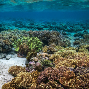 마나도 부나켄 프라이빗 스노클링 투어