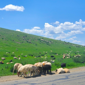 몽골 아르항가이 미니 고비사막 단독 투어 / 울란바토르 출발
