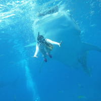 [패스트트랙] 오슬롭 고래상어 캐녀닝  모알보알 호핑 (조인단독 공항픽업무료)