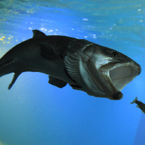 [홋카이도] 북의 다이치 수족관 입장권