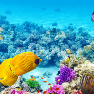 [세부 액티비티 & 데이투어] 스킨 스쿠버 다이빙 - 체험다이빙 (교육+강습+실습/체험+수중 촬영)