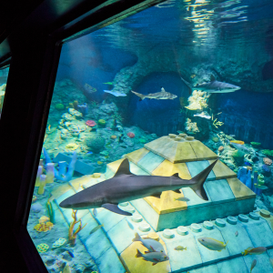  [나고야]  레고랜드 & SEA LIFE  아쿠아리움 