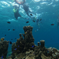  [보홀] 스타인 발리카삭 호핑투어 (돌핀왓칭, 거북이스노클링)