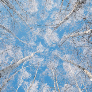 [북해도] 삿포로 출발 북해도 비에이 후라노 1일 버스투어