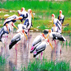 (한국어가이드) 카오키여우 오픈 주 단독 투어 / 방콕 왕복