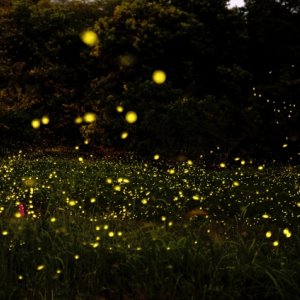 코타키나발루 봉가완 반딧불 투어