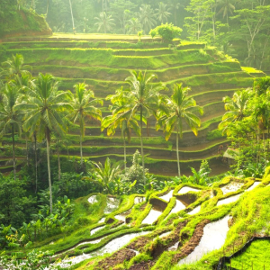 (한국어가이드) 발리 우붓 단독 투어 & 공항 샌딩
