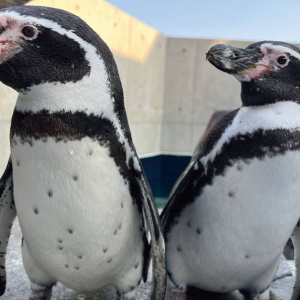 [고베] AQUARIUM×ART 아토아(átoa) 입장권