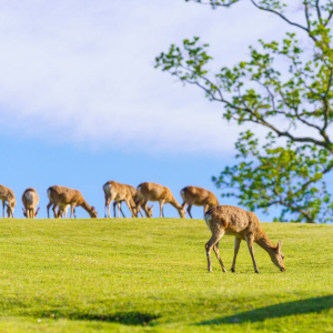 [한국어가이드] 교토 & 나라 일일 버스 투어 