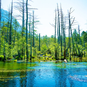 [영어가이드] 다테야마 구로베 알펜루트· 유키노오타니 1박2일 투어