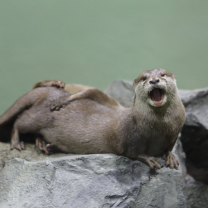 [도쿄]맥셀 아쿠아파크 시나가와