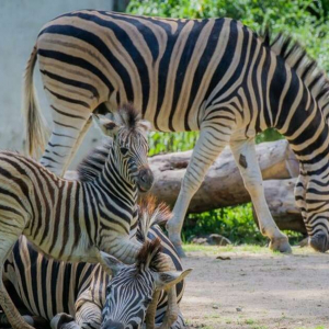 (방콕출발) 파타야 카오키여우 오픈주 반일 단독 투어