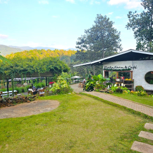 (한국어가이드) 치앙마이 반캉왓 + 엘리핀 팜 단독 투어