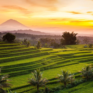 (한국어가이드) 발리 중북부 브두굴 단독 투어