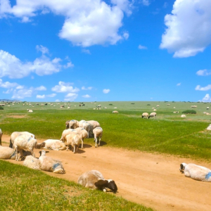 몽골 테를지 국립공원 반일 단독 투어 / 울란바토르 출발