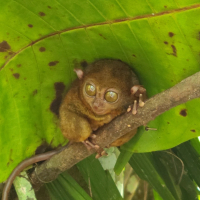  [보홀]  육상데이 체크아웃투어