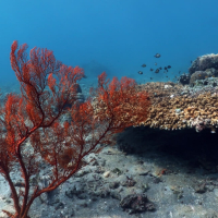 [발리]발리 아메드 스노클링 투어