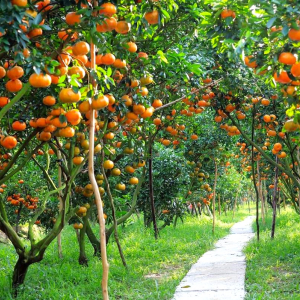 (한국어가이드) 메콩강 단독 투어 / 호치민 출발