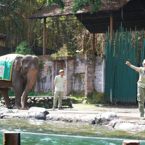 발리 사파리 + 짐바란 데이투어