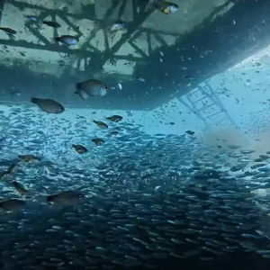 [세부]  정어리떼 스노클링