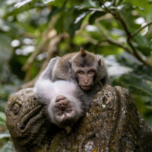 우붓 명소 & 와이너리 투어