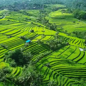 (한국어가이드) 발리 중북부 브두굴 단독 투어