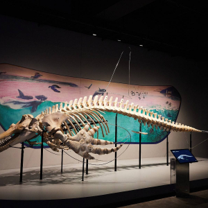 [고베] 고베 스마 씨월드 1일권 (11시 이후 가능)