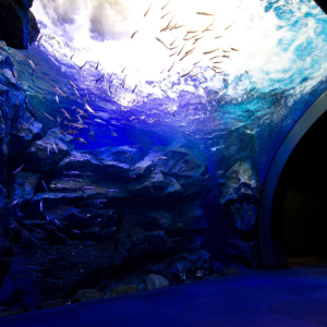 [홋카이도] 북의 다이치 수족관 입장권