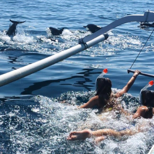 발리 로비나 돌핀 워칭 & 수영