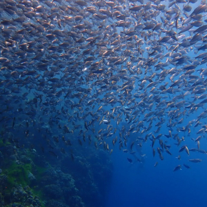  [보홀] 나팔링 체험다이빙